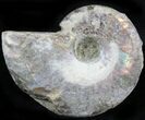 Silver Iridescent Ammonite - Madagascar #29874-1